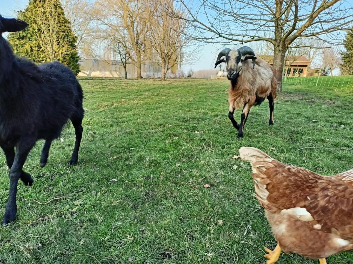 Les Chambres D'Hotes Du Vert Galant " L'Allee Des Champs" Verlinghem Luaran gambar
